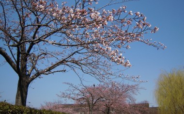 西大畑公園の桜と柳